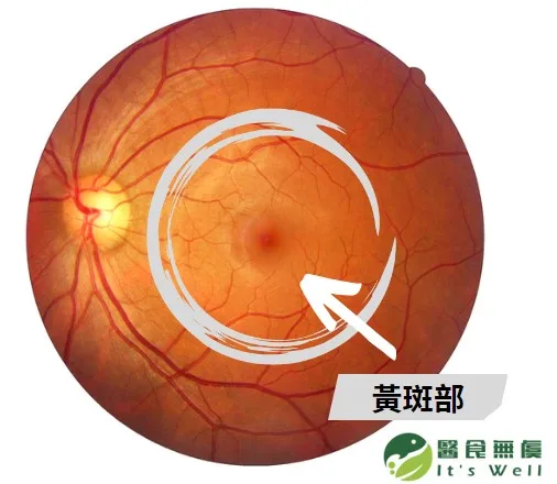 眼睛的黃斑部是最常被藍光傷害的部位