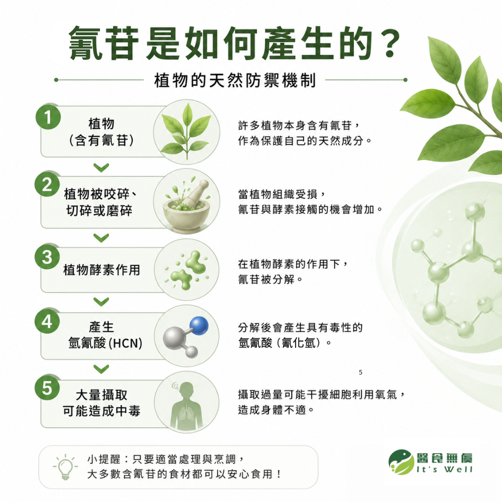 氰苷形成原理示意圖，說明植物中的氰苷在植物組織受損後，經酵素作用產生氫氰酸（HCN）的過程，以及大量攝取可能帶來的健康風險。
